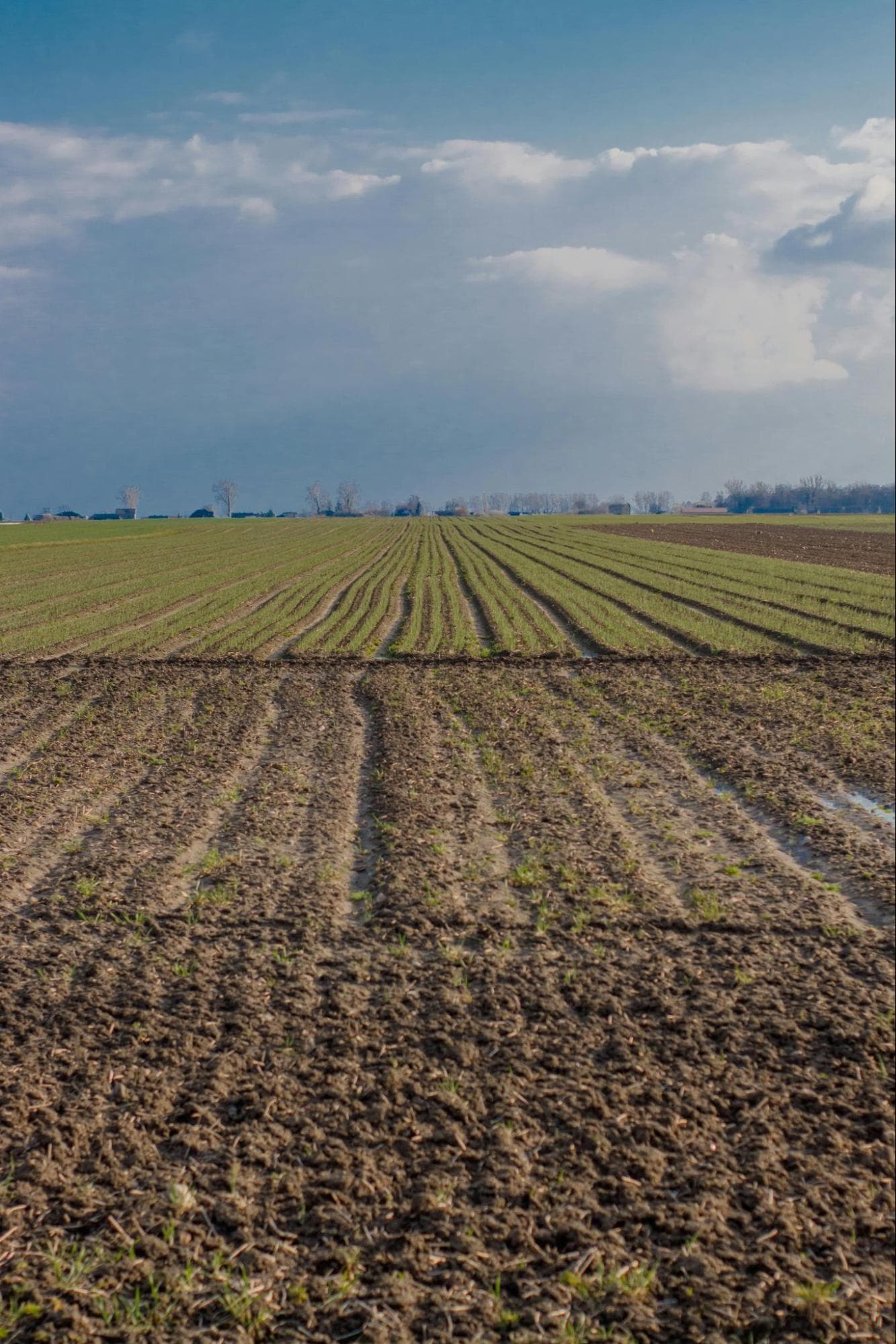 A lush green field with freshly sprouted crops stretches toward the horizon under a blue sky with scattered clouds.