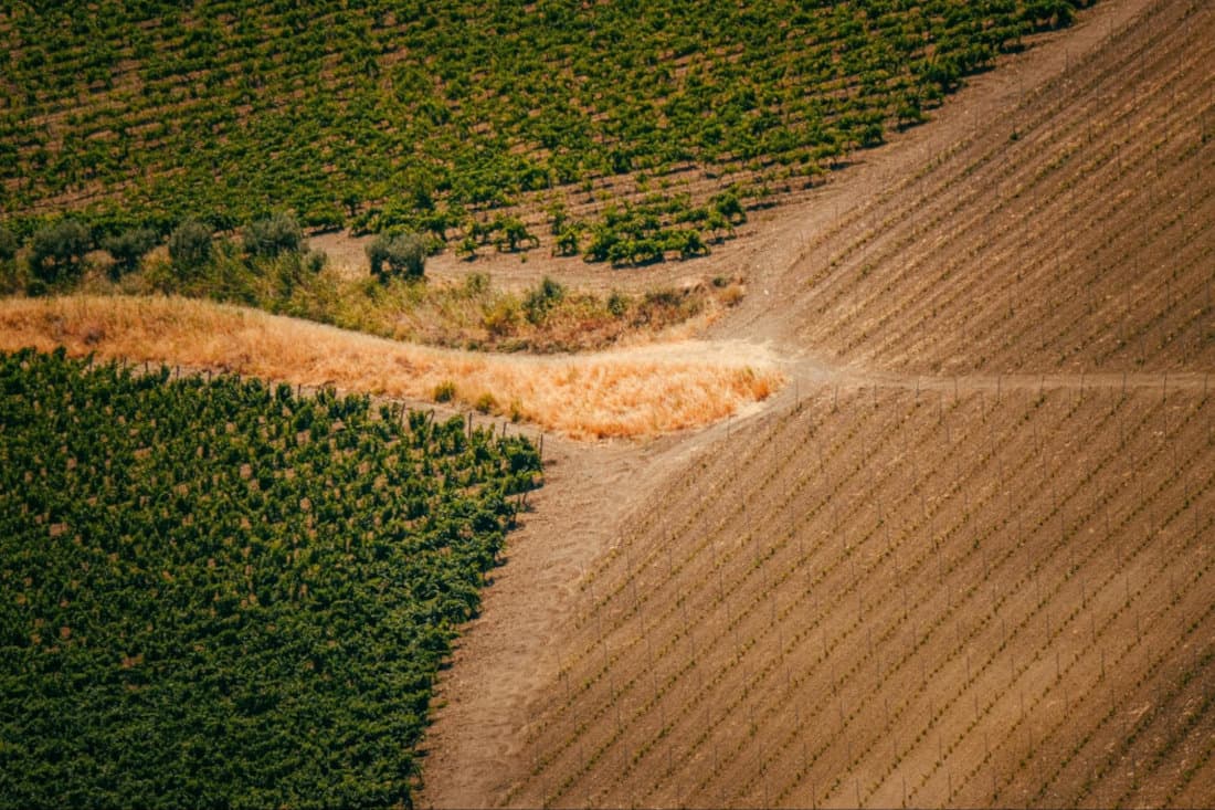 Aerial view of vibrant vineyards divided by a golden path, leading to plowed fields, showcasing rich agricultural textures.