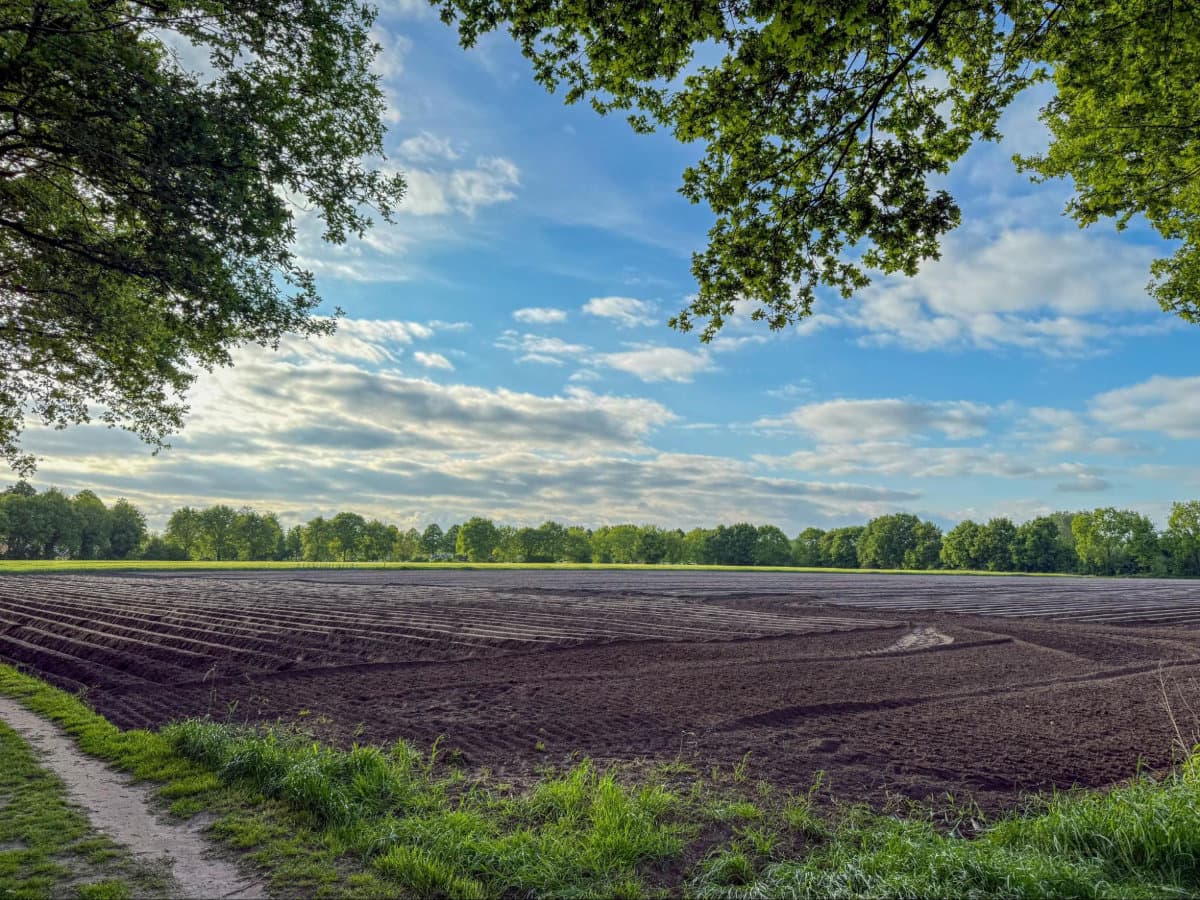 A peaceful landscape featuring a plowed field under a blue sky, framed by green trees and a grassy path on the left.