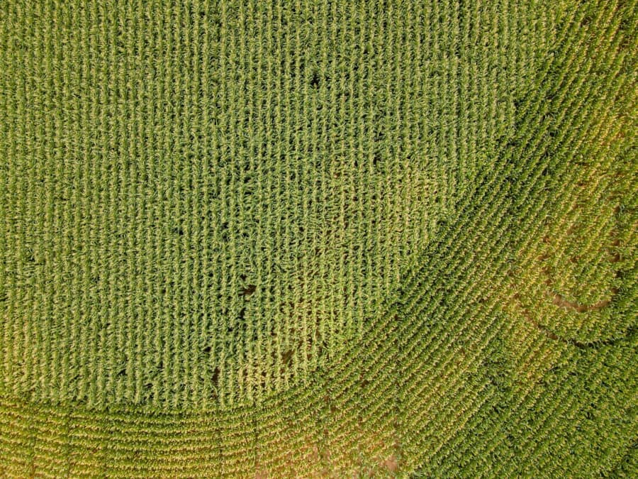 Aerial view of a lush green cornfield with neatly organized rows and a subtle curved pattern in the crop layout.