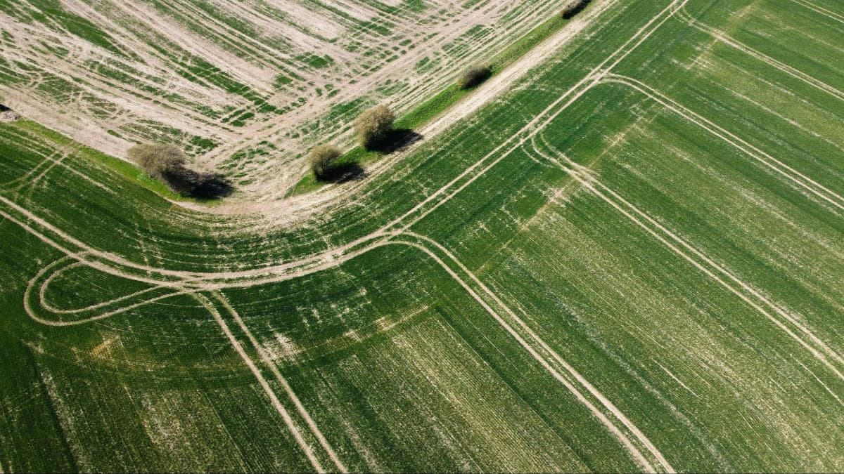 Aerial view of lush green farmland marked by intricate dirt paths and rolling lines, interspersed with small trees.