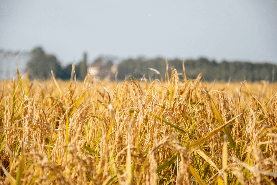 A distant view of a golden wheat field under a clear blue sky, swaying gently in the breeze.